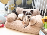 미리몽 댕댕이 미용실