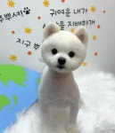 미리몽 댕댕이 미용실