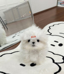 멍가네