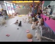 애견놀이방 134 애견유치원