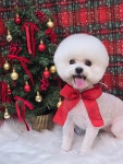 와따몽