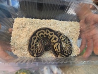 와우펫앤쥬 진주점