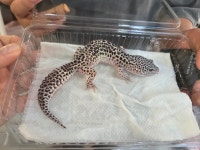 와우펫앤쥬 진주점