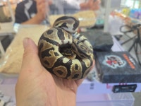 와우펫앤쥬 진주점