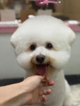 조이풀그루밍