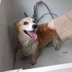 개깔끔목욕