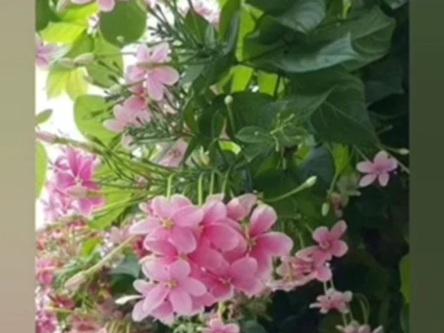 런던아이카페