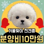 부산강아지분양 드림독 안심분양센터 부산점