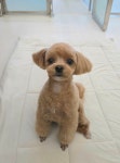 강아지미용실_편안
