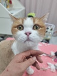 훤칠한고양이