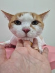 훤칠한고양이