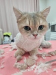 훤칠한고양이