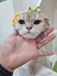 훤칠한고양이