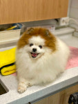 하이디펫