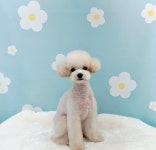 쁘띠멍 강아지미용실