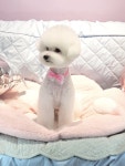 몽블링