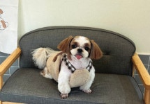 쁘띠멍 강아지미용실