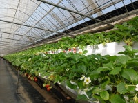 따요딸기감귤농장