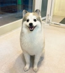 쁘띠멍 강아지미용실