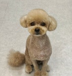 쁘띠멍 강아지미용실