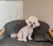 쁘띠멍 강아지미용실