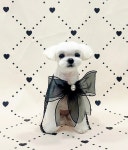 쁘띠멍 강아지미용실