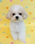 데려오개
