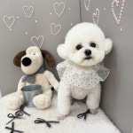 샤멍샤멍 반려견미용실