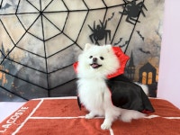 귀여운개최고애견유치원