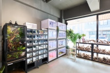 부기배미 파충류샵