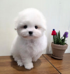 퍼피하우스 인천송도점