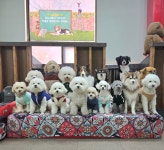 하울애견유치원