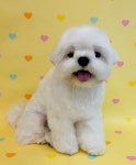 데려오개