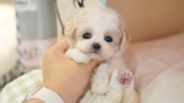 강아지분양 더펫