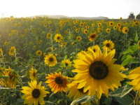 넓은들 학원농장