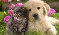 아이러브펫장례