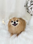 슈슈몽