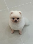슈슈몽