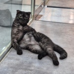 댕댕냥냥 부천점