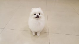 몽몽미뇽