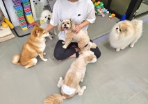 뚜랑이네 애견놀이방&호텔링