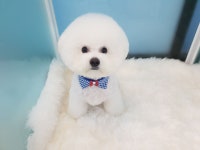 몽몽미뇽