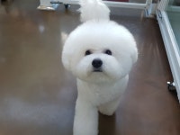 몽몽미뇽