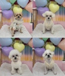 디디카페/애견놀이방,미용,호텔