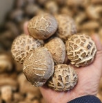 올잇마켓 5공구점