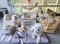 마인드몽 애견유치원/애견호텔/애견미용/데이케어