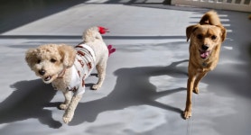 마인드몽 애견유치원/애견호텔/애견미용/데이케어