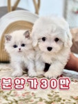 김해 강아지분양 고양이분양 베베몽
