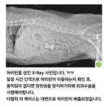 그린펫동물병원