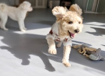 마인드몽 애견유치원/애견호텔/애견미용/데이케어